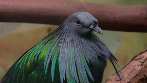 Close up of tropical pigeon Stock Footage 246424060
