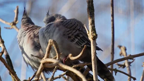 Close up of  tropical pigeons on a tree Stock Footage 294832822