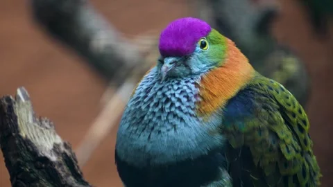 Close up of a tropical Pink-headed fruit-dove  Stock Footage 267592340