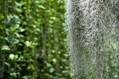 Close up of tropical plants 写真素材