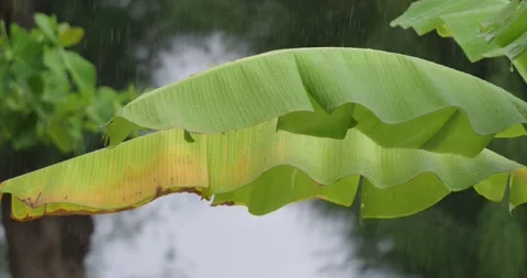 Close-Up of Tropical Rain Falling on Large Banana Leaves Stock Footage 322072334