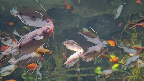 Close up tropical rainbow fish  Stock Footage 295213887