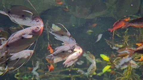 Close up tropical rainbow fish Stock Footage 295323448