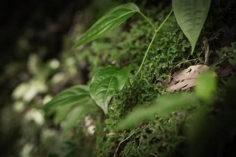 A close up of tropical rainforest foliage Stock Photos