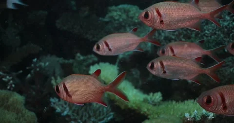 Close up of tropical reef fish underwater Stock Footage 302432204