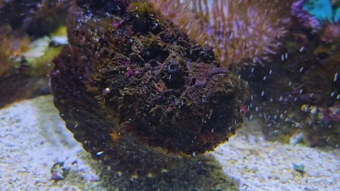 Close up of a tropical stone fish  Stock Footage 264124544
