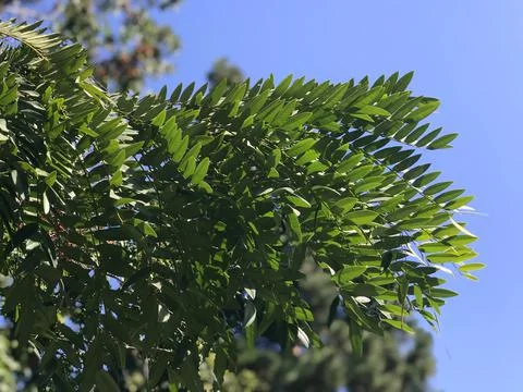 Close up of tropical tree branches Stock Photos