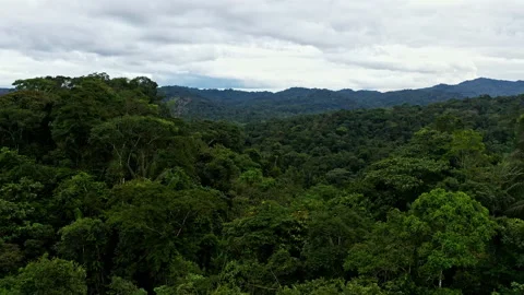 Close up of tropical tree canopy, moving over the trees in a tropical forest Stock Footage 196357211
