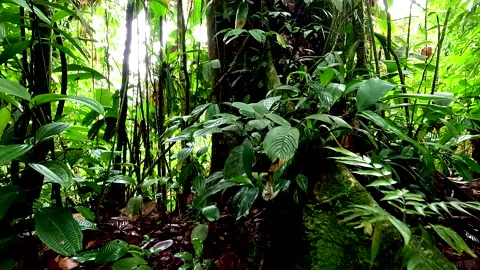 Close up of a tropical tree with large roots in a tropical forest Vidéo 336916368