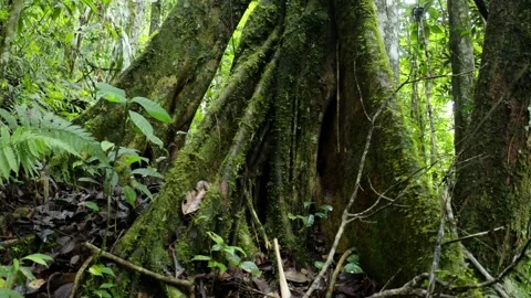 Close up of tropical tree roots covered in moss, a nature background Stock Footage 165847609