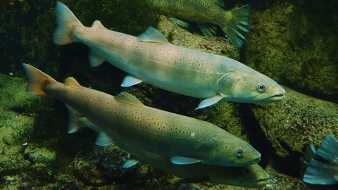 Close up of trout and salmon Stock Footage 121855428