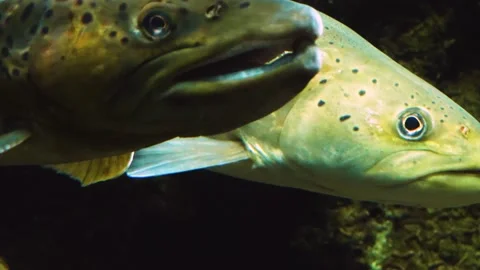 Close up of trout and salmon Stock Footage 141683372
