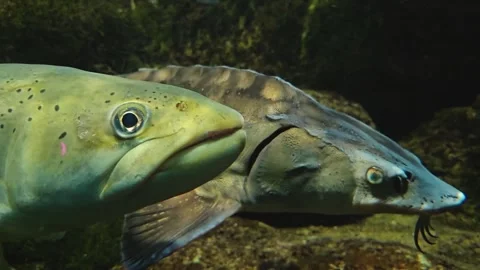 Close up of trout and sturgeon Stock Footage 259614189
