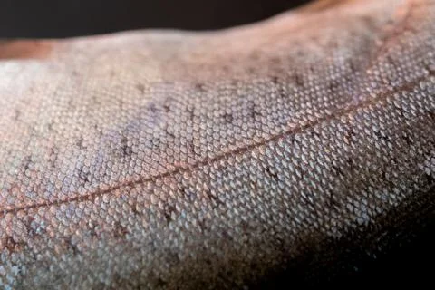 Close up of trout fish scale texture. 库存照片