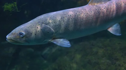 Close up of trout floating Stock Footage 234145293