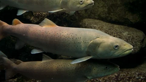 Close up of trout Video stock 121851524