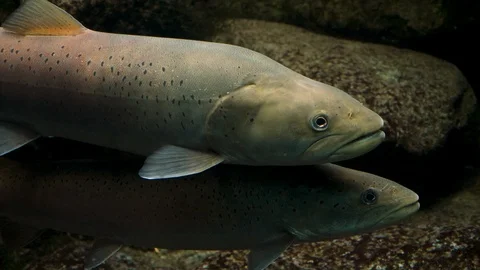 Close up of trout Stock Footage 121851835