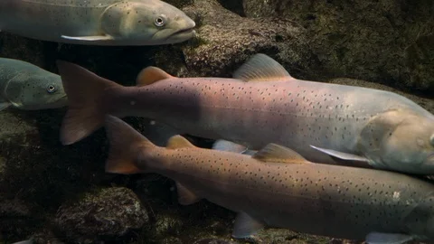 Close up of trout Stock Footage 121851852