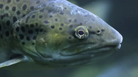 Close up of trout. Stock Footage 233438790