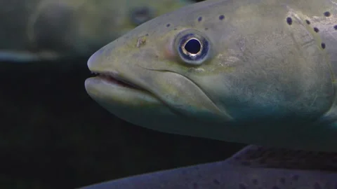 Close up of a trout Stock Footage 241012267