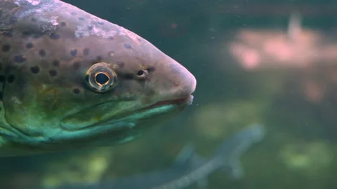 Close up of trout head Stock Footage 234118104