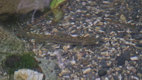 Close-up of trout in the river Stock Footage 266800520
