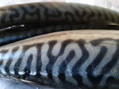 Close-up of trout skin Stock Photos