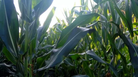 Close truck / horizontal motion shot in maize cornfield with lens flare 2 Stock Footage 53131394