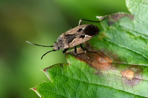 Close-up of a true bug on a green leaf Stock Photos