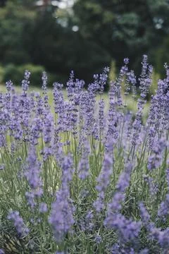 Close up of true lavender Stock Photos