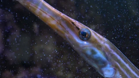 Close up of Trumpet fish Stock Footage 119497326
