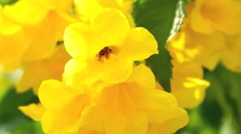 Close up Trumpetflower with bee Video stock 40621380