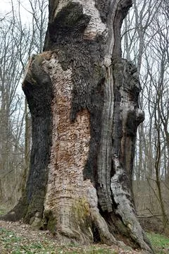 A close-up of the trunk of a 350-year-old oak tree severely damaged by ligh.. Stock Photos