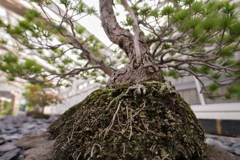 Close-up of trunk and root of bonsai tree. Foto stock