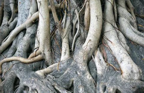 Close-up of trunk of Banyan tree or Ficus benghalensis Stock Photos