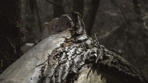 Close-up of trunk bark on a fallen tree. A walk along forest paths. Nature. Stock Footage 315179981