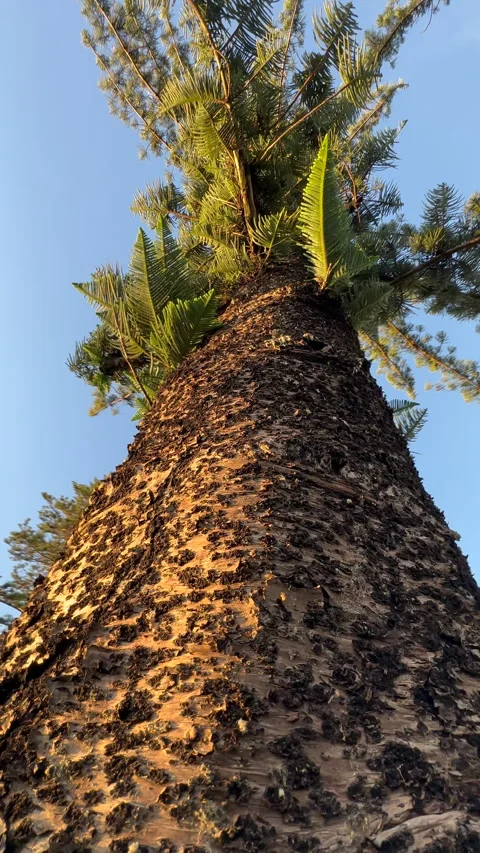 Close Up of Trunk Bunya Pine in Morning Sunlight Vidéo 301634393