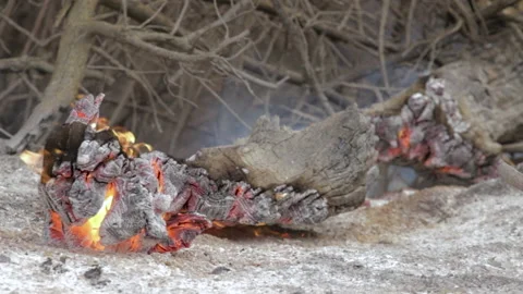 Close-up of the trunk of a fallen tree on the ground in flames. Stock Footage 199311352