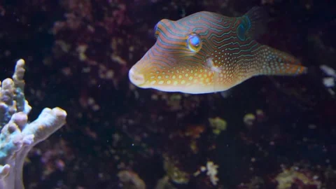 Close up of trunk fish Stock Footage 234129972