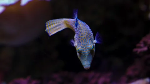 Close up of trunk fish Stock Footage 241017168