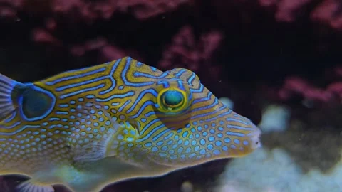 Close up trunk fish  Stock Footage 252621565