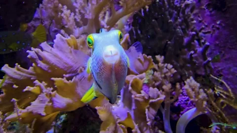 Close up of a trunk fish Stock Footage 269551161