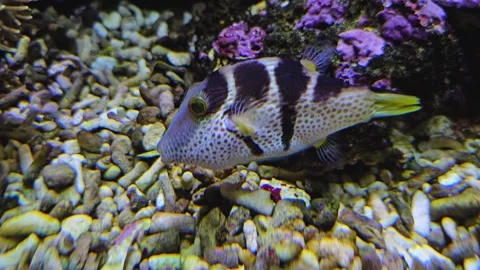 Close up trunk fish Stock Footage 275482185