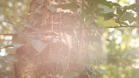 Close Up of Trunk in the Forest and Sun peeking through the Trees / Lens Flare  Vídeos de archivo 129332348