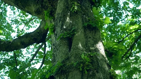 Close-up of The Trunk of A Horse-Chestnut Tree, Aesculus hippocastanum, Zoom Stock Footage 91356151