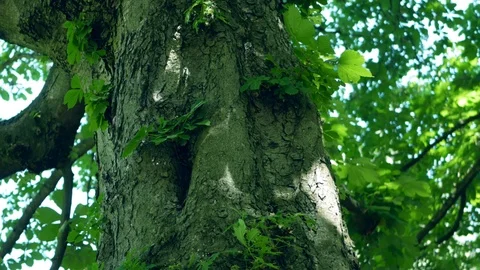 Close-up of The Trunk of A Horse-Chestnut Tree, Aesculus hippocastanum, Zoom Out Stock Footage 91357938