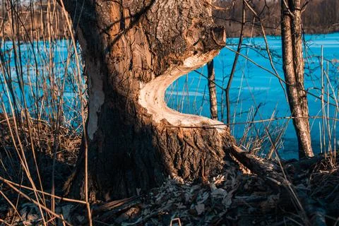 Close-up of the trunk of a large deciduous tree gnawed by beavers in Latvia.  Stock Photos