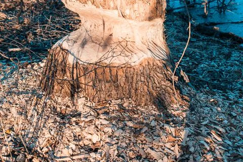 Close-up of the trunk of a large deciduous tree gnawed by beavers in Latvia.  Stock Photos