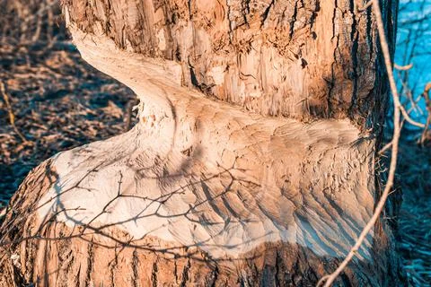 Close-up of the trunk of a large deciduous tree gnawed by beavers in Latvia.  Stock Photos
