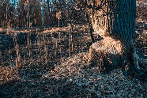 Close-up of the trunk of a large deciduous tree gnawed by beavers in Latvia.  Stock Photos